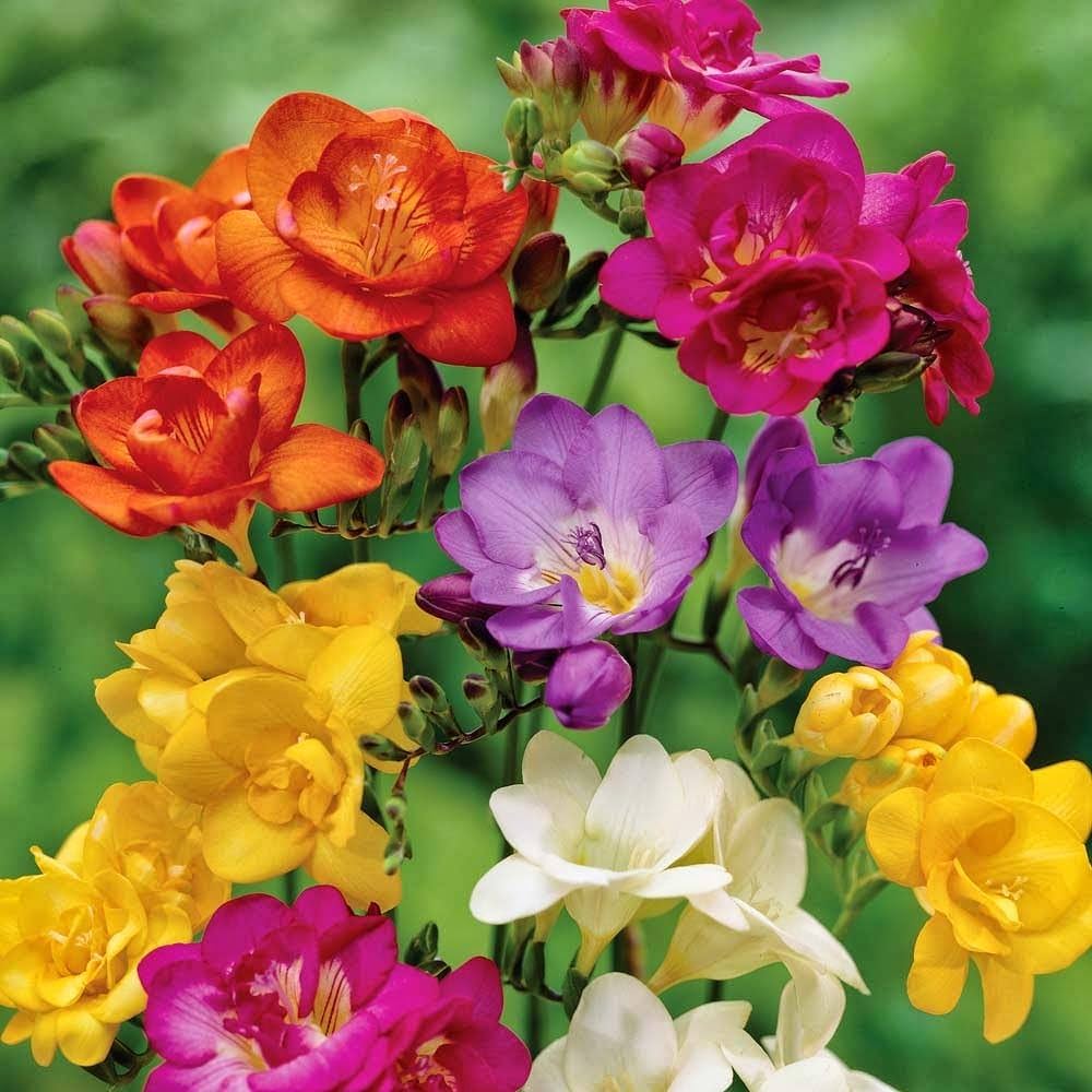 Premium Multi Freesia Flower seeds for Planting Sun Loving, Heirloom & GMO Free Seeds for Home Garden seeds