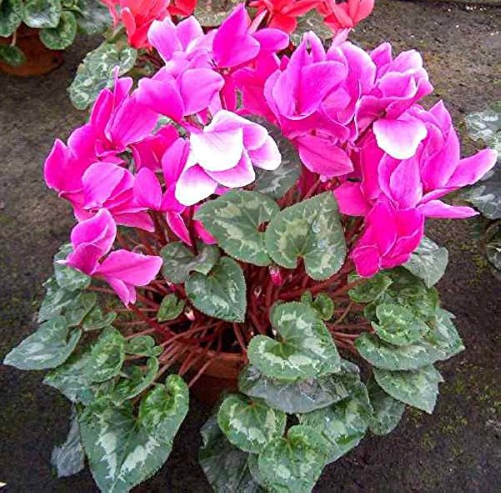 Premium Persicum Flower seeds for Planting Fragrant Blossoms, Heirloom & GMO Free Seeds for Home Garden seeds