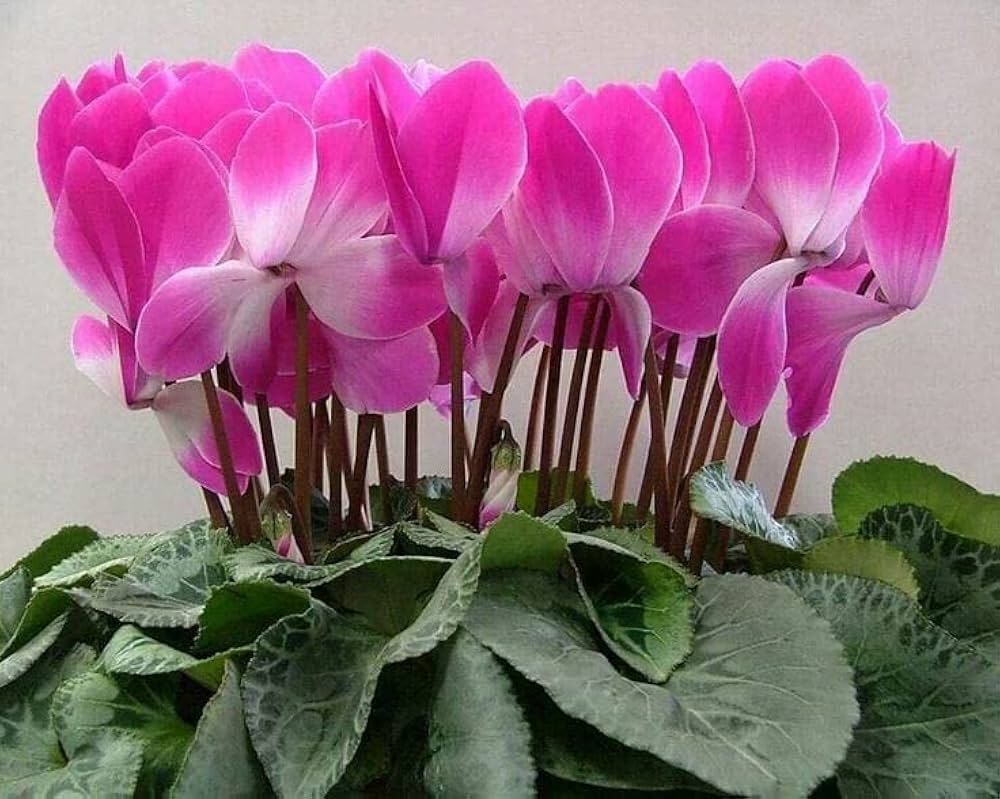 Dark Pink Cyclamen Flower seeds for Planting Garden Favorite, Heirloom & GMO Free Seeds for Home Garden vegetable and garden seeds