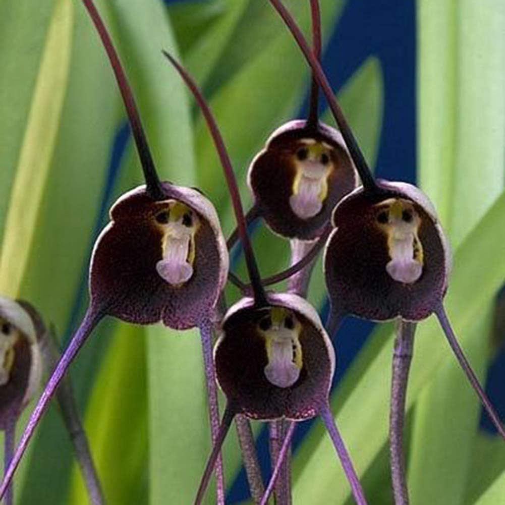 Violet Monkey Face Flower seeds for Planting Colorful Display, Heirloom & GMO Free Seeds for Home Garden seeds for planting