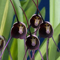 Violet Monkey Face Flower seeds for Planting Colorful Display, Heirloom & GMO Free Seeds for Home Garden seeds for planting