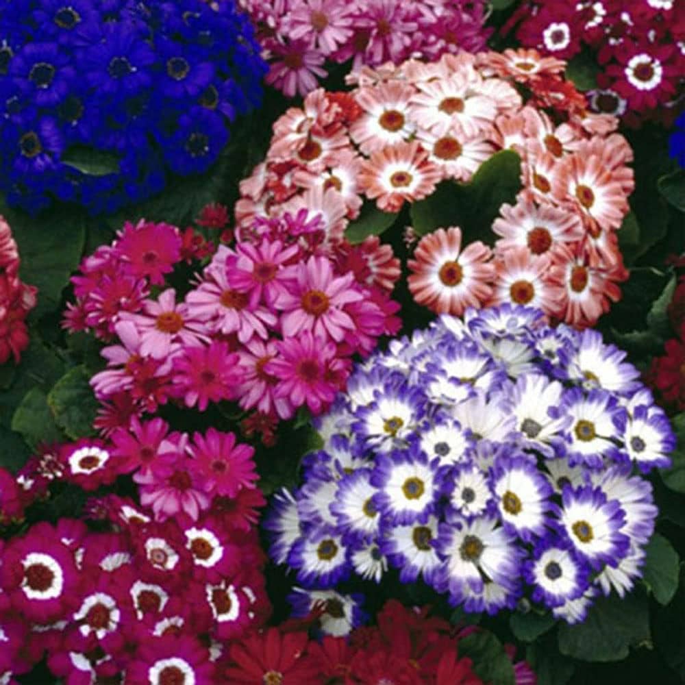 Fresh Mixed Colors Flower Seeds Flower seeds for Planting Bright Blooms, Heirloom & GMO Free Seeds for Home Garden planting seeds