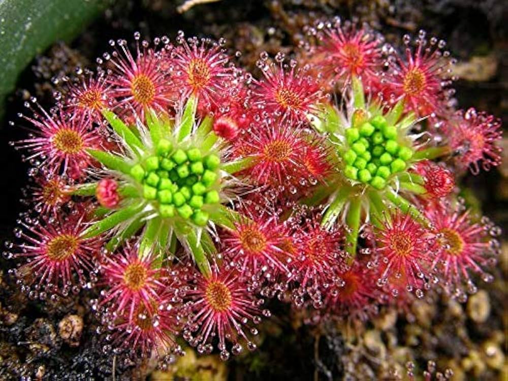 Pink Sundew Flower seeds for Planting Bright Blooms, Heirloom & GMO Free Seeds for Home Garden vegetable and garden seeds
