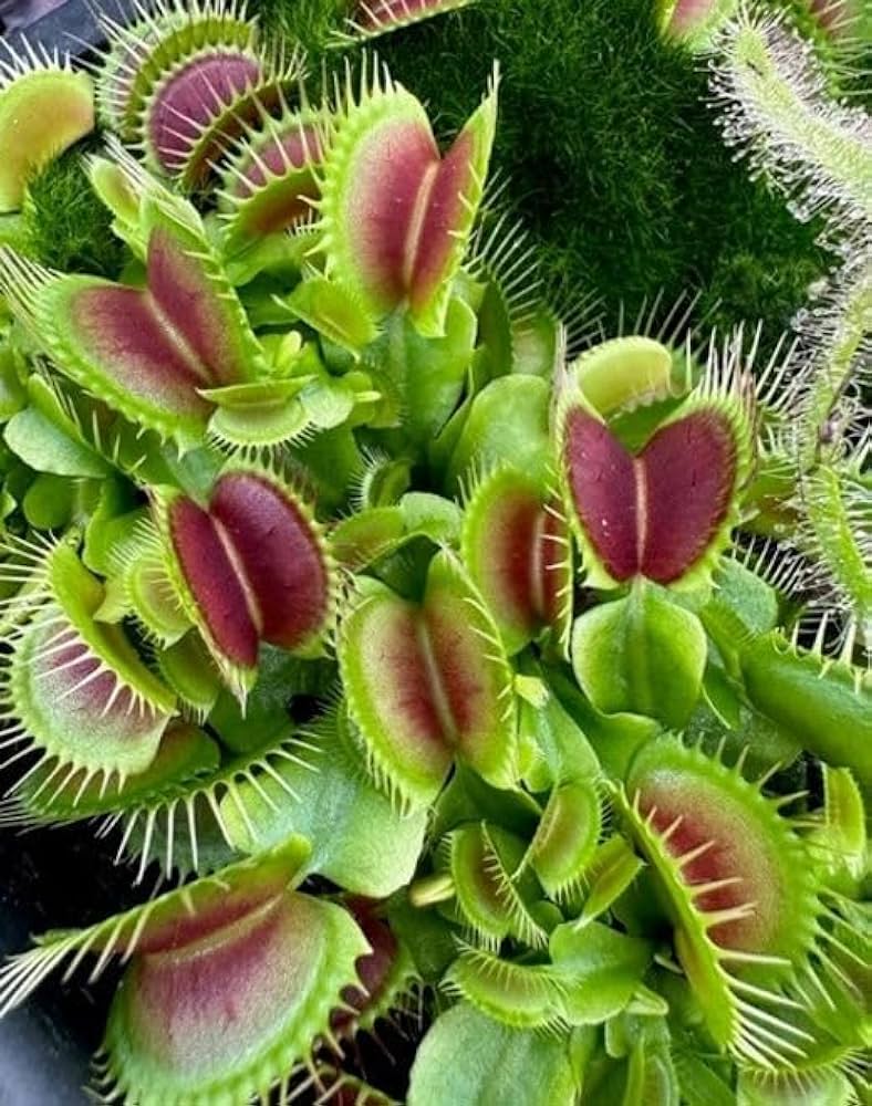 Venus Fly Trap Planting Seeds - Exotic Carnivorous Plant For Indoor Gardening & Home Decor