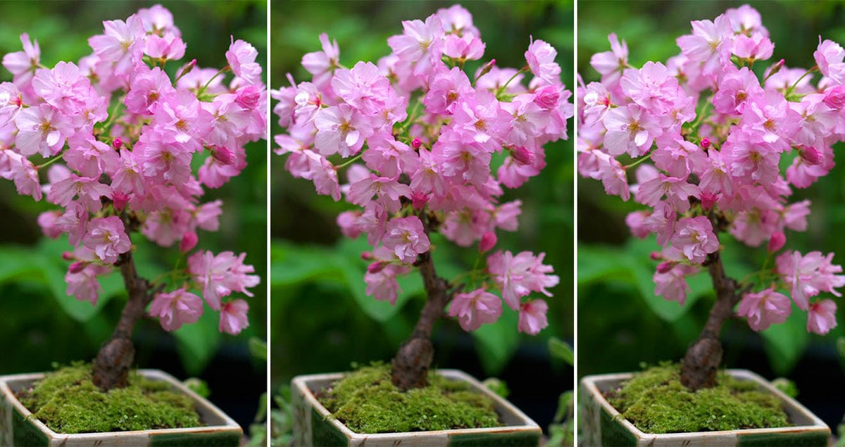 Simsii Bonsai Flower Seeds Planting Multi Color