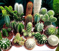 Mixed Opuntia Flower seeds for Planting Cottage Garden Essential, Heirloom & GMO Free Seeds for Home Garden seeds for planting