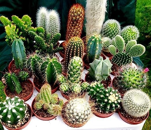 Mixed Opuntia Flower seeds for Planting Cottage Garden Essential, Heirloom & GMO Free Seeds for Home Garden seeds for planting