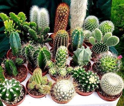 Cactus Flower seeds for Planting - Compact Growth, Heirloom & GMO Free Seeds for Home Garden