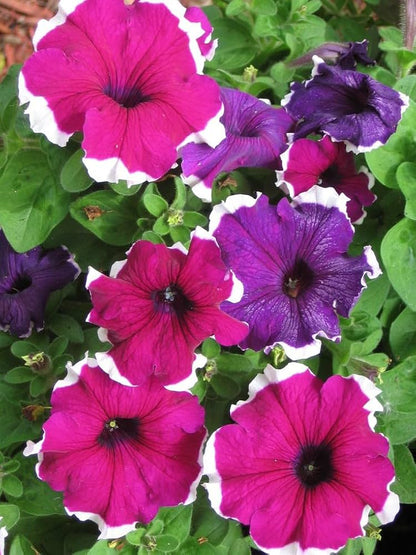 Thick Pink & White Petunia Flower seeds for Planting Drought Tolerant Heirloom & GMO Free Seeds for Home Garden