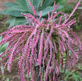 Violet Lepismium Flower seeds for Planting Hardy Variety, Heirloom & GMO Free Seeds for Home Garden seeds for planting