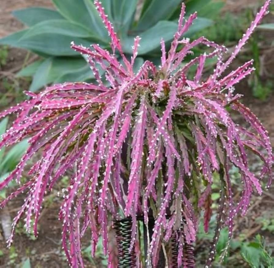 Violet Lepismium Flower seeds for Planting Hardy Variety, Heirloom & GMO Free Seeds for Home Garden seeds for planting