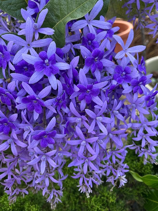High quality Purple Sandpaper Vine PETREA VOLUBILIS Flower seeds for Planting Cottage Garden Essential, Heirloom & GMO Free Seeds for Home Garden seeds pack