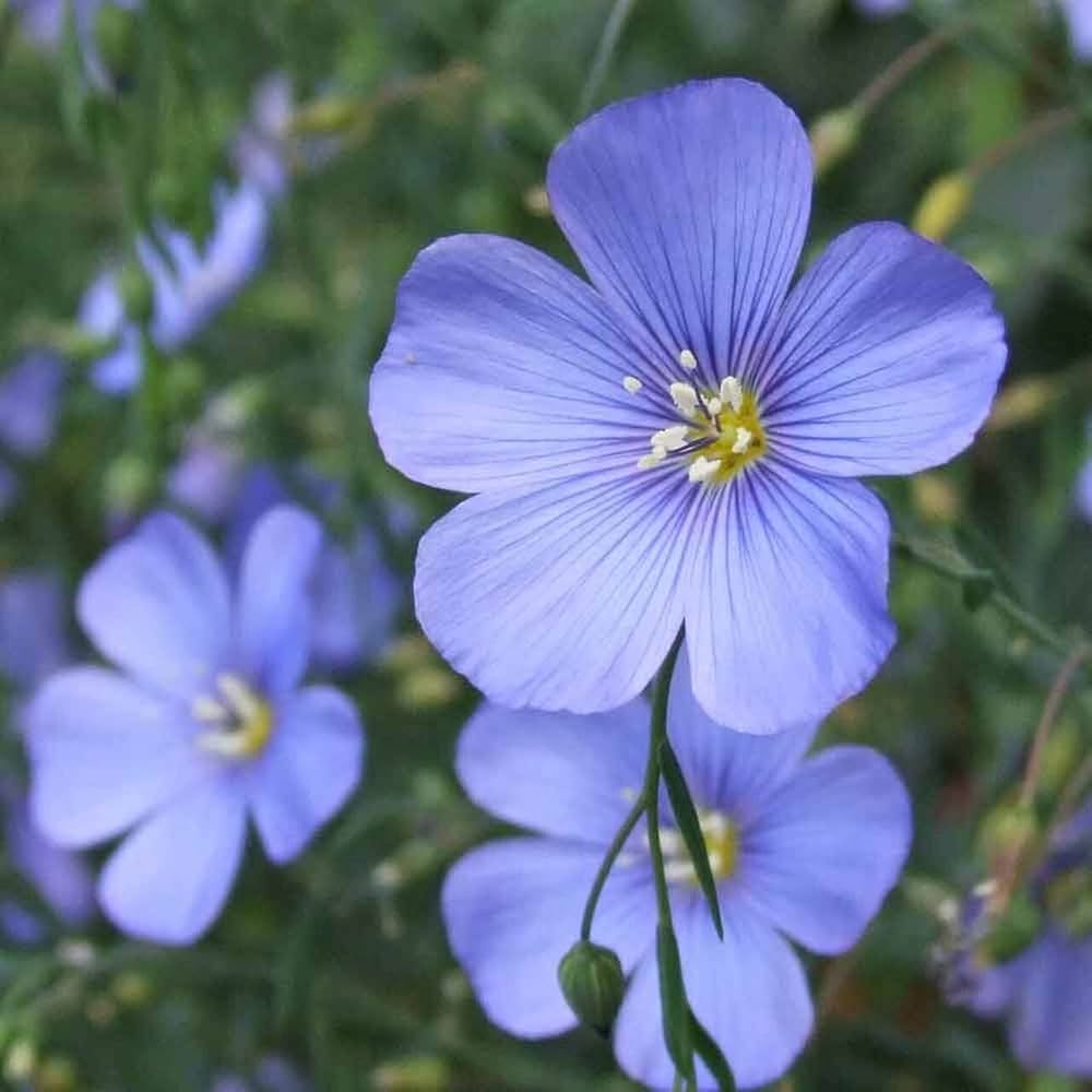Flax Flower seeds for Planting Vibrant Colors, Heirloom & GMO Free Seeds for Home Garden vegetable and garden seeds