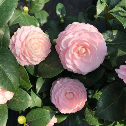 Camelia Flower seeds for Planting Drought Tolerant Heirloom & GMO Free Seeds for Home Garden