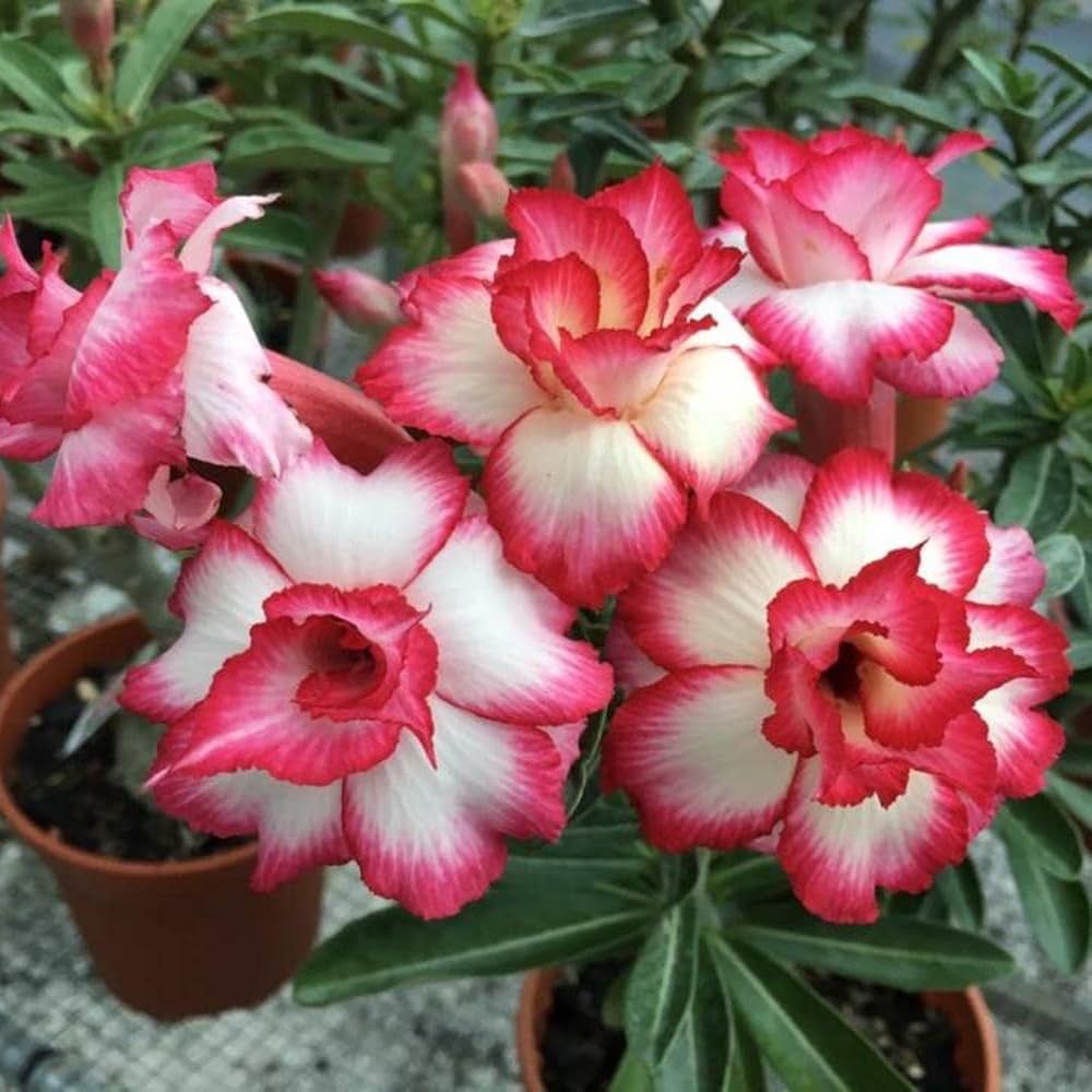 Red White Adenium Obesum Flower seeds for Planting Premium Quality Heirloom & GMO Free Seeds for Home Garden