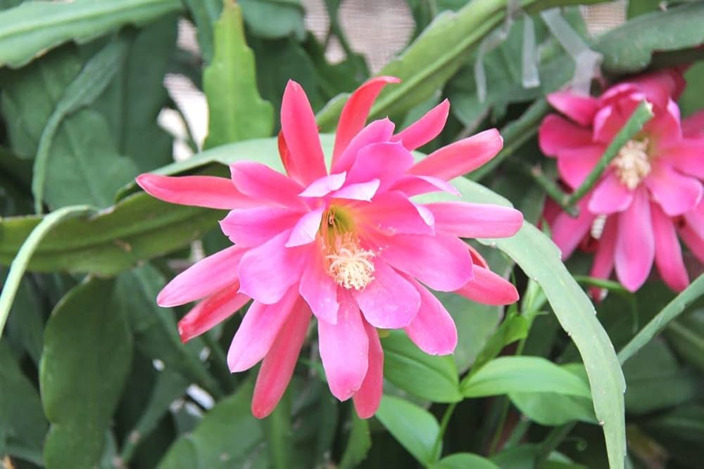 Premium Pink Epiphyllum Oxypetalum Flower seeds for Planting Garden Favorite, Heirloom & GMO Free Seeds for Home Garden seeds