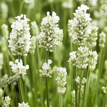 Lavender Flower seeds for Planting Premium Quality, Heirloom & GMO Free Seeds for Home Garden seeds for planting