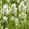 Lavender Flower seeds for Planting Premium Quality, Heirloom & GMO Free Seeds for Home Garden seeds for planting