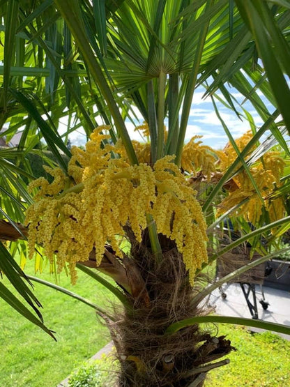 Heirloom Trachycarpus Flower seeds for Planting Seasonal Bloomer Heirloom & GMO Free Seeds for Home Garden 
 
 Sale for planting in home garden