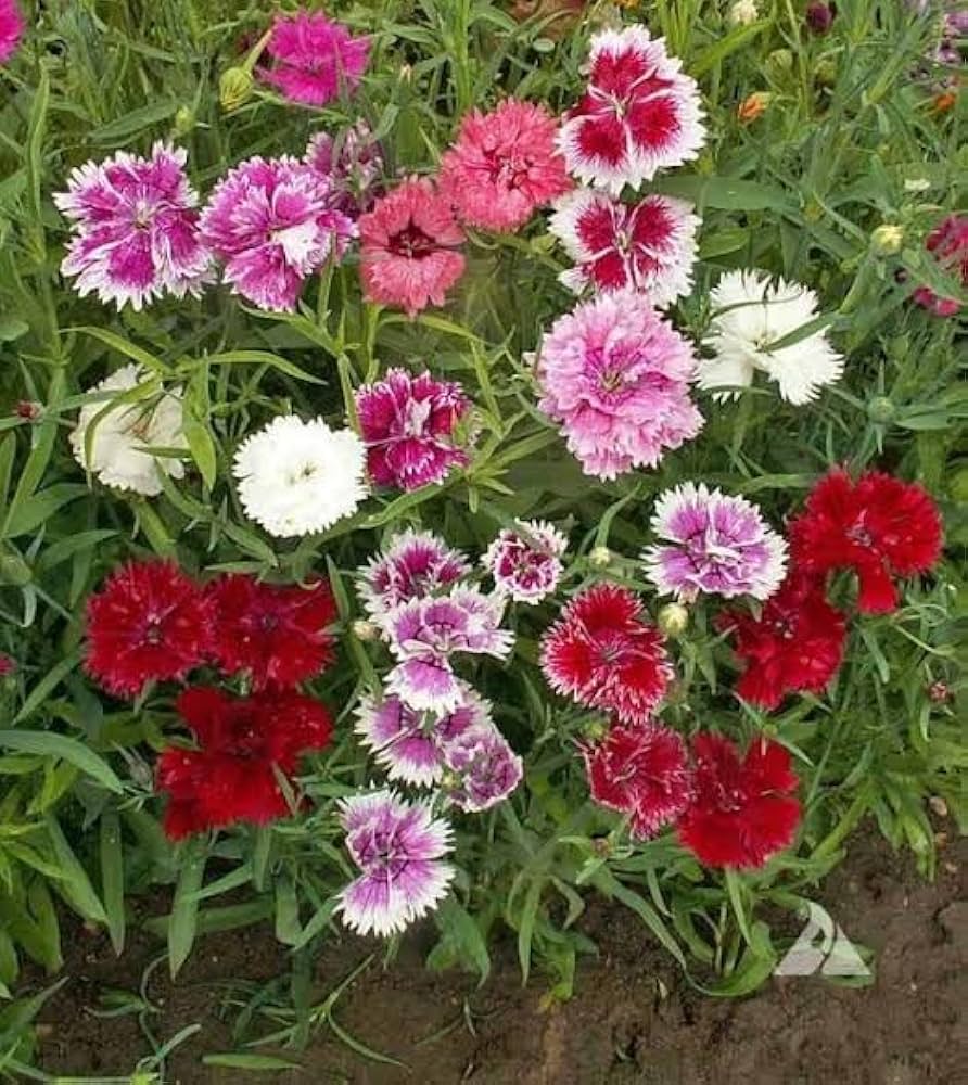 Premium Mixed Dianthus Sonata Flower seeds for Planting Fragrant Blossoms, Heirloom & GMO Free Seeds for Home Garden seeds