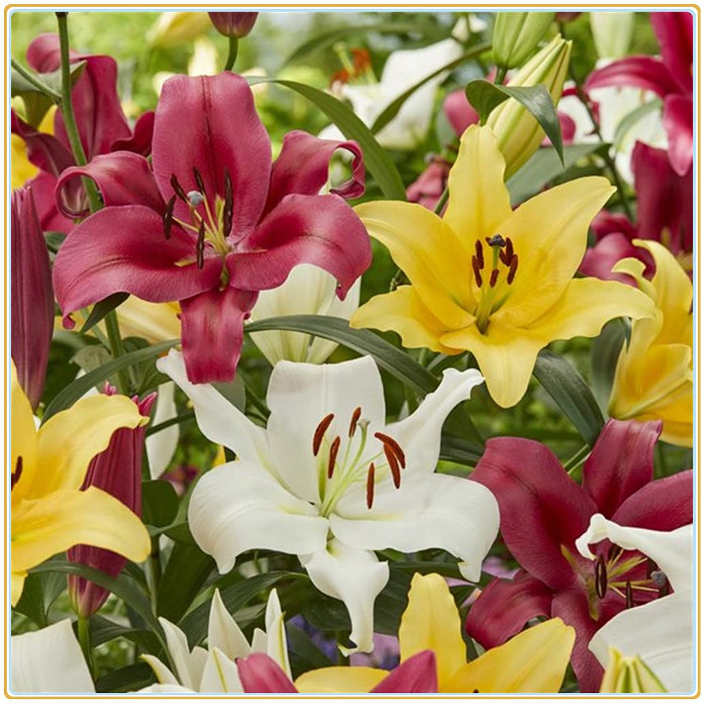Mixed Di Giglio Flower seeds for Planting Easy to Grow, Heirloom & GMO Free Seeds for Home Garden seeds for planting