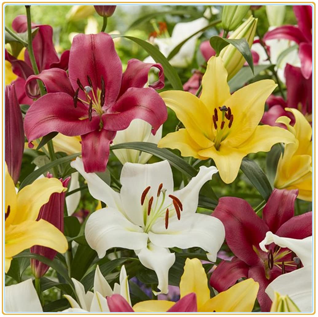 Mixed Di Giglio Flower seeds for Planting Easy to Grow, Heirloom & GMO Free Seeds for Home Garden seeds for planting