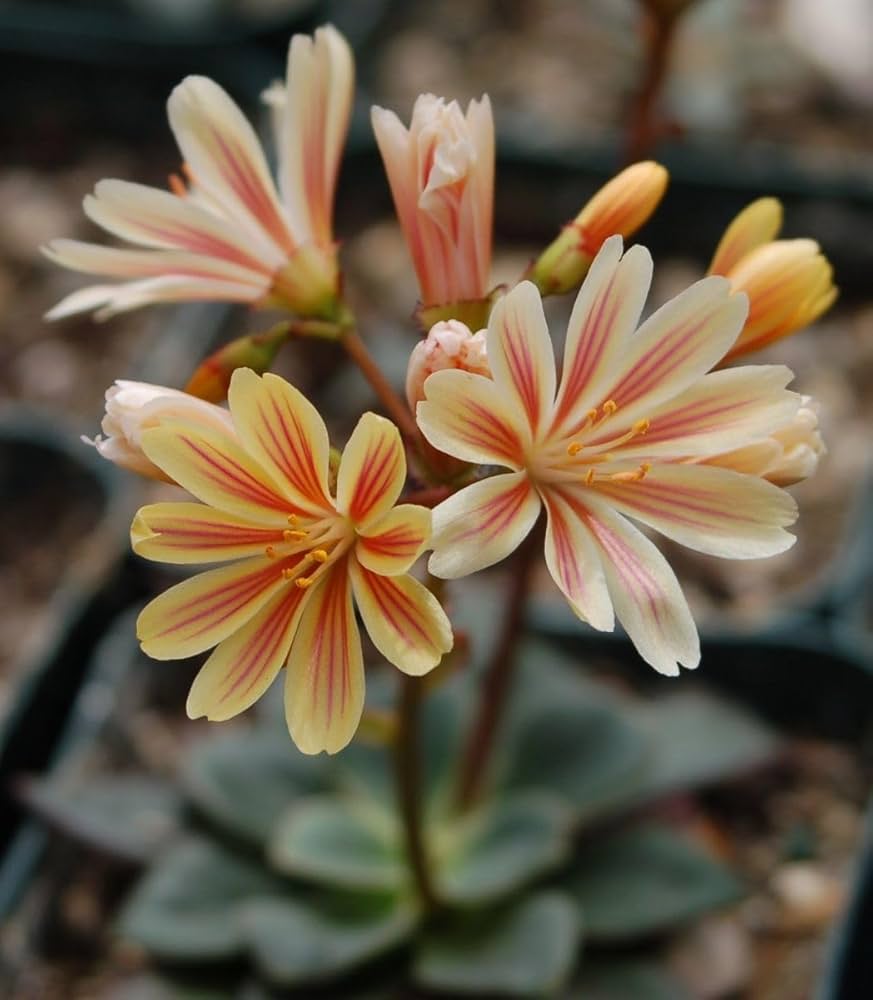 Heirloom Lewisia Flower seeds for Planting Drought Tolerant Heirloom & GMO Free Seeds for Home Garden