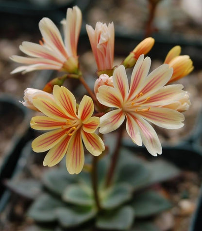 Heirloom Lewisia Flower seeds for Planting Drought Tolerant Heirloom & GMO Free Seeds for Home Garden