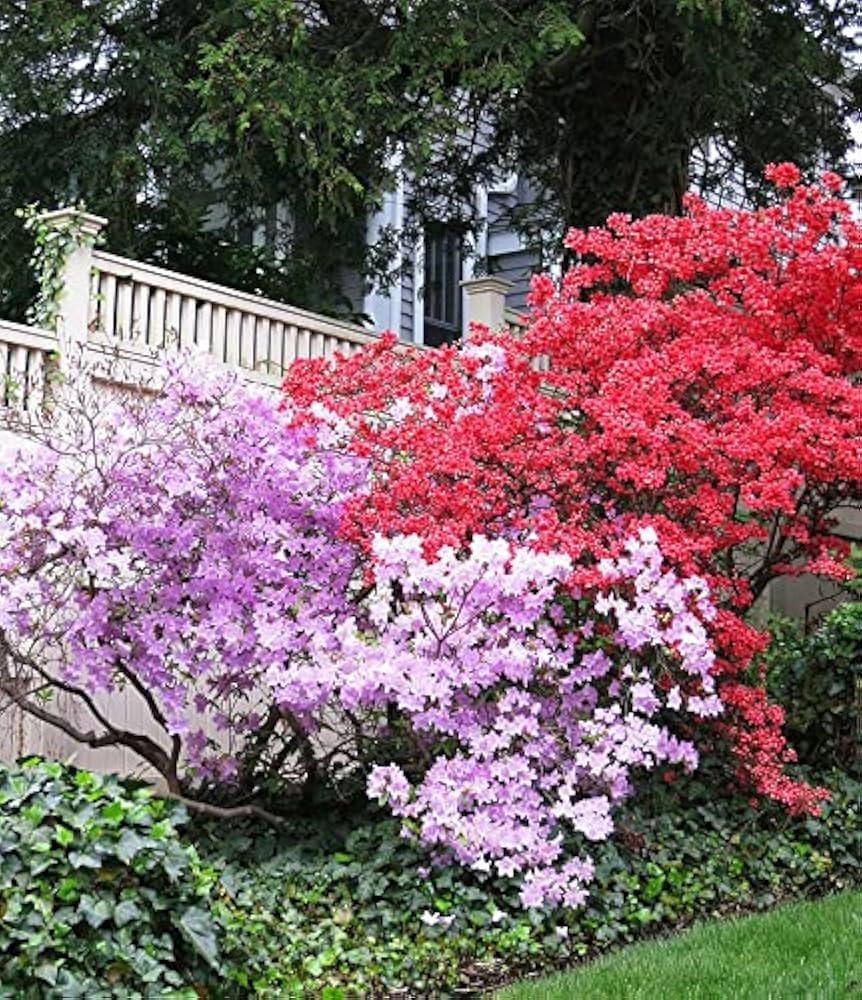 Simsii Bonsai Flower Seeds Planting Violet