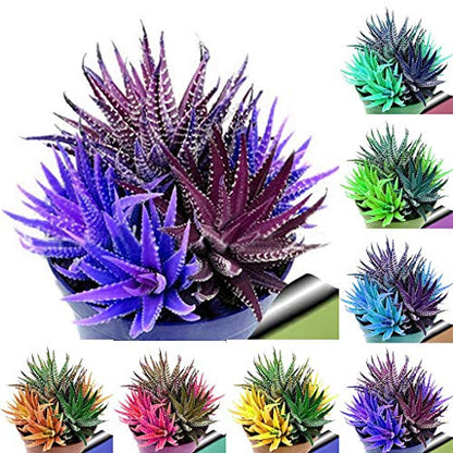 Mixed Color Aloe Vera Seeds For Planting - Grow Your Own Nutritious