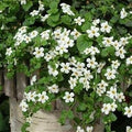 White Snowtopia Flower seeds for Planting Compact Growth, Heirloom & GMO Free Seeds for Home Garden seeds for planting