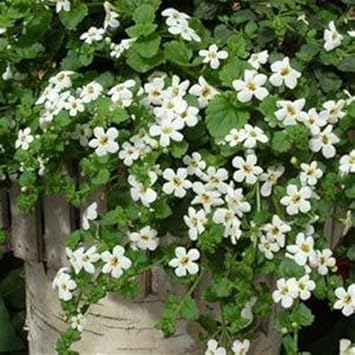 White Snowtopia Flower seeds for Planting Compact Growth, Heirloom & GMO Free Seeds for Home Garden seeds for planting
