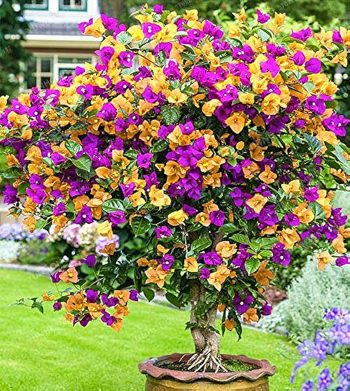 Bougainvillea Yellow Purple Flower seeds for Planting Compact Growth, Heirloom & GMO Free Seeds for Home Garden seeds for planting