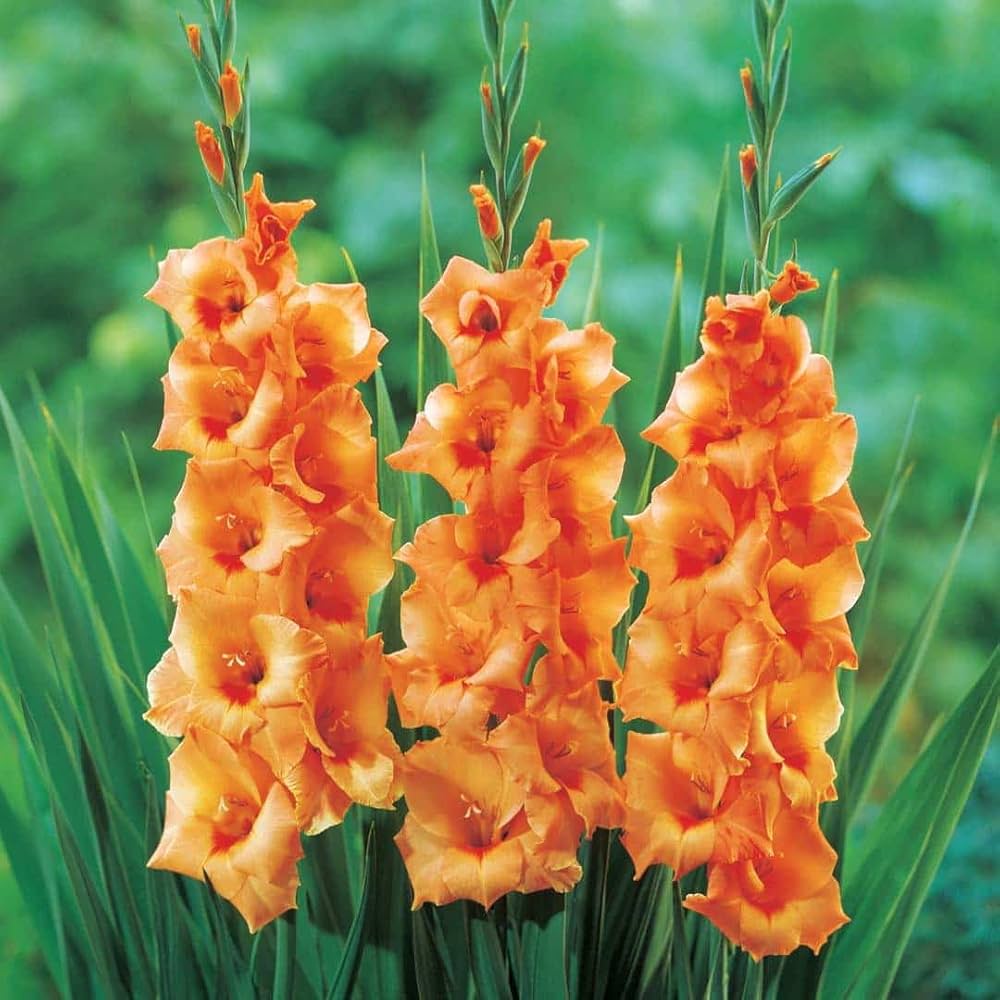 Premium Pink Gladiolus Hybridus Flower seeds for Planting Hardy Variety, Heirloom & GMO Free Seeds for Home Garden seeds