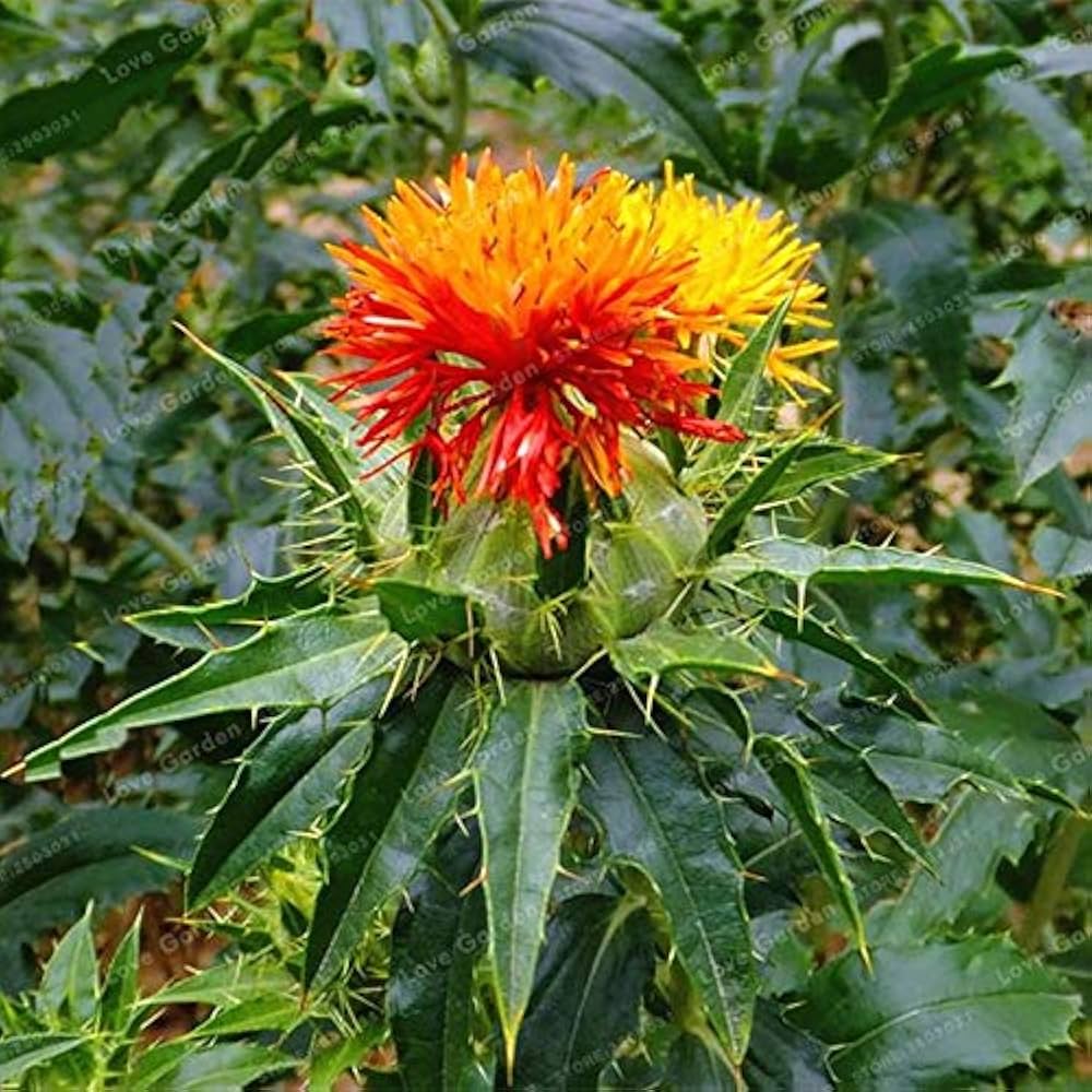 Safflower Flower seeds for Planting Hardy Variety Heirloom & GMO Free Seeds for Home Garden