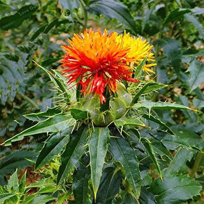 Safflower Flower seeds for Planting Hardy Variety Heirloom & GMO Free Seeds for Home Garden