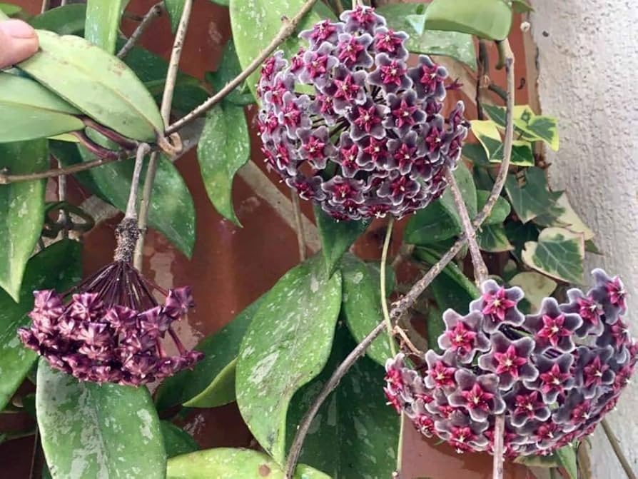 Purple Red Hoya Flower seeds for Planting Premium Quality Heirloom & GMO Free Seeds for Home Garden