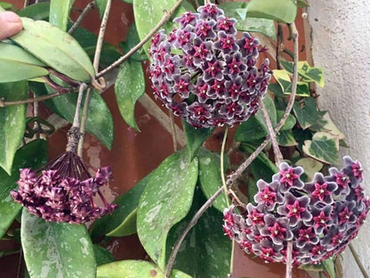 Purple Red Hoya Flower seeds for Planting Premium Quality Heirloom & GMO Free Seeds for Home Garden