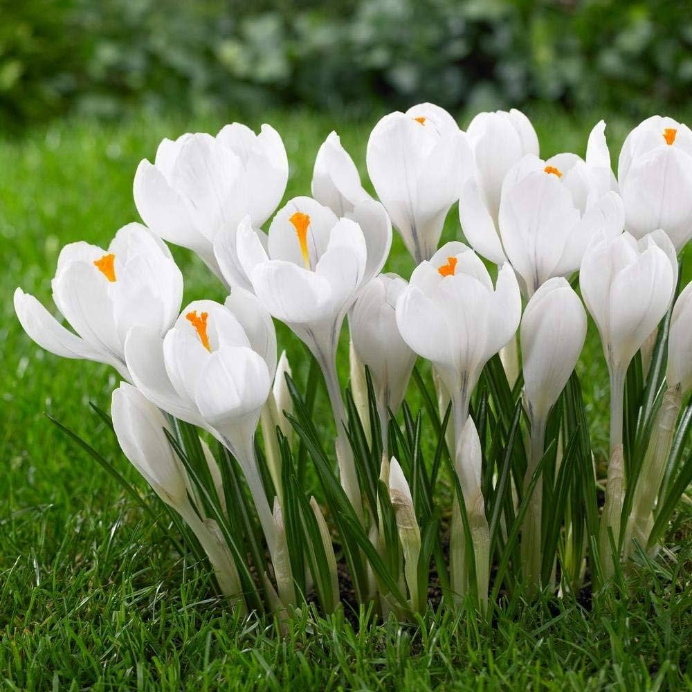 White Crocus Flower seeds for Planting Premium Quality, Heirloom & GMO Free Seeds for Home Garden Sale vegetable and garden seeds