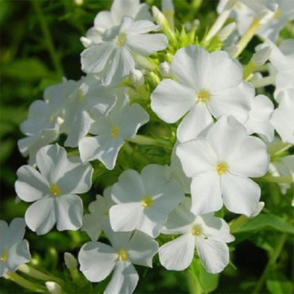 Drummondii Flower seeds for Planting Fragrant Blossoms Heirloom & GMO Free Seeds for Home Garden