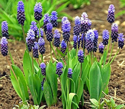 Latifolium Flower seeds for Planting Wildflower Mix Heirloom & GMO Free Seeds for Home Garden