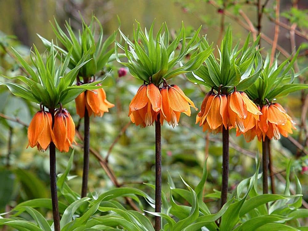Imperialis Flower seeds for Planting Shade Tolerant, Heirloom & GMO Free Seeds for Home Garden vegetable and garden seeds