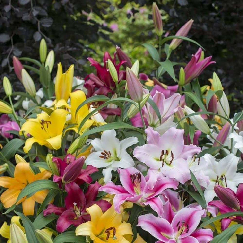 Mixed Di Giglio Flower seeds for Planting Easy to Grow, Heirloom & GMO Free Seeds for Home Garden vegetable and garden seeds