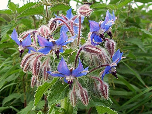 Premium Dark Blue Borago Flower seeds for Planting Compact Growth, Heirloom & GMO Free Seeds for Home Garden seeds