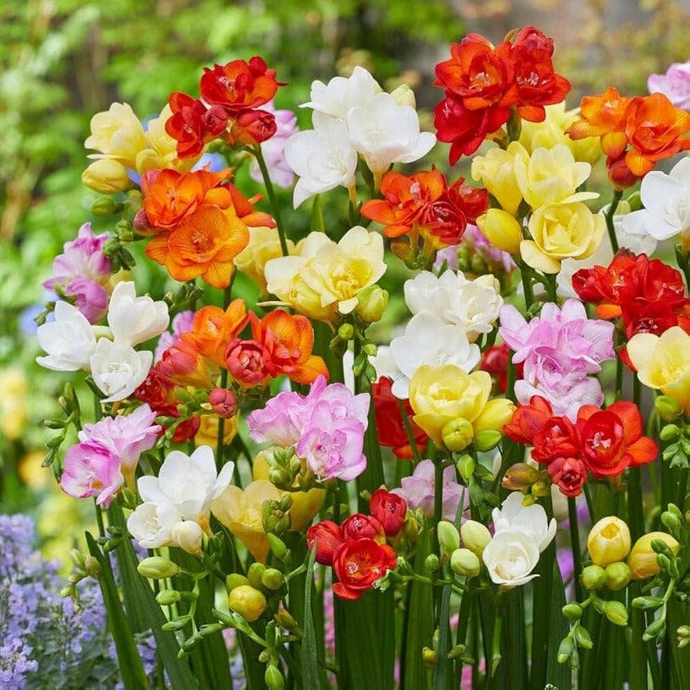 Freesia Flower seeds for Planting Easy to Grow, Heirloom & GMO Free Seeds for Home Garden vegetable and garden seeds