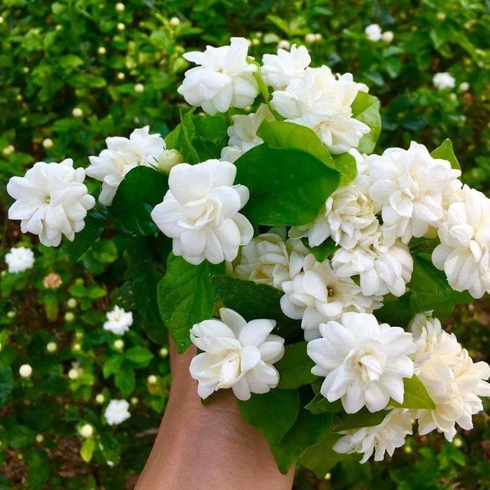 White Jasminoides Flower seeds for Planting Garden Favorite, Heirloom & GMO Free Seeds for Home Garden vegetable and garden seeds