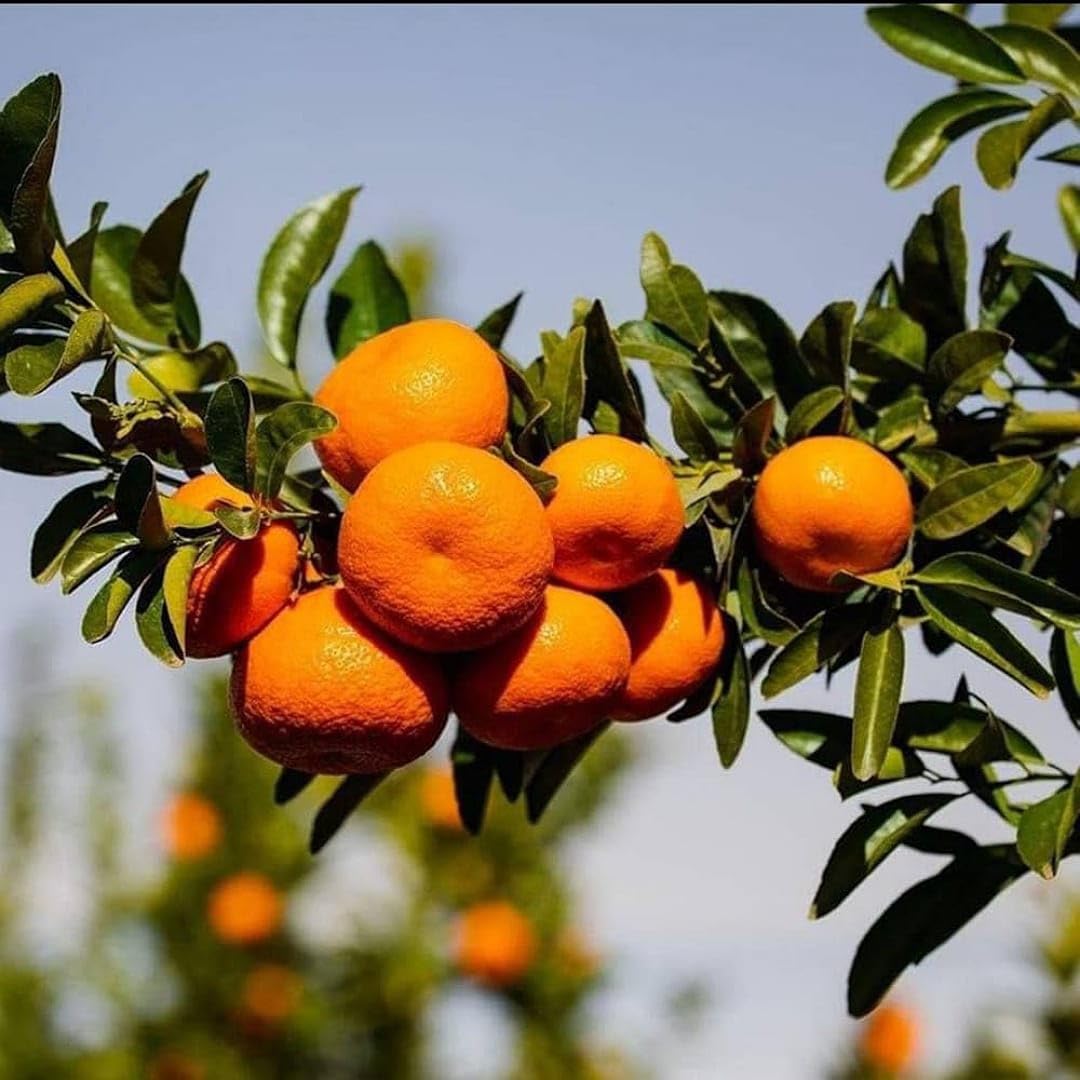 Blood Orange Seeds for Planting: Enjoy Homegrown Citrus Harvests