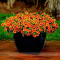 Orange Calibrachoa Flower seeds for Planting Hardy Variety, Heirloom & GMO Free Seeds for Home Garden seeds for planting