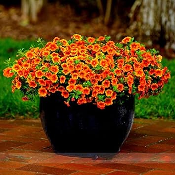 Orange Calibrachoa Flower seeds for Planting Hardy Variety, Heirloom & GMO Free Seeds for Home Garden seeds for planting