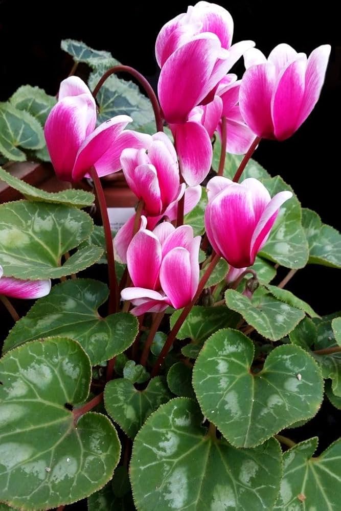 Pink & White Cyclamen Flower seeds for Planting Cut Flower Favorite, Heirloom & GMO Free Seeds for Home Garden seeds for planting